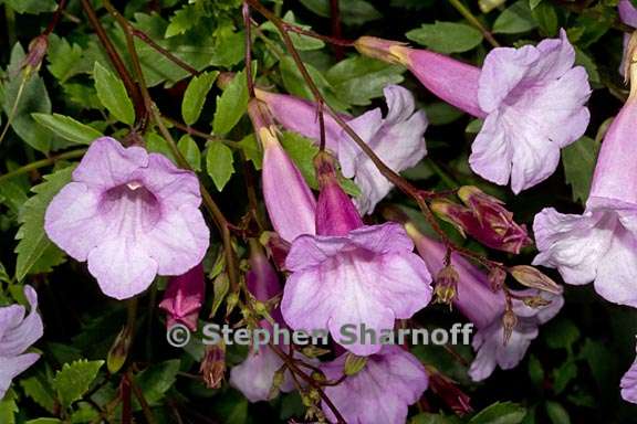 incarvillea arguta 7 graphic